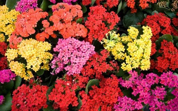 Hoa sống đời biểu tượng của tình bạn bất diệt