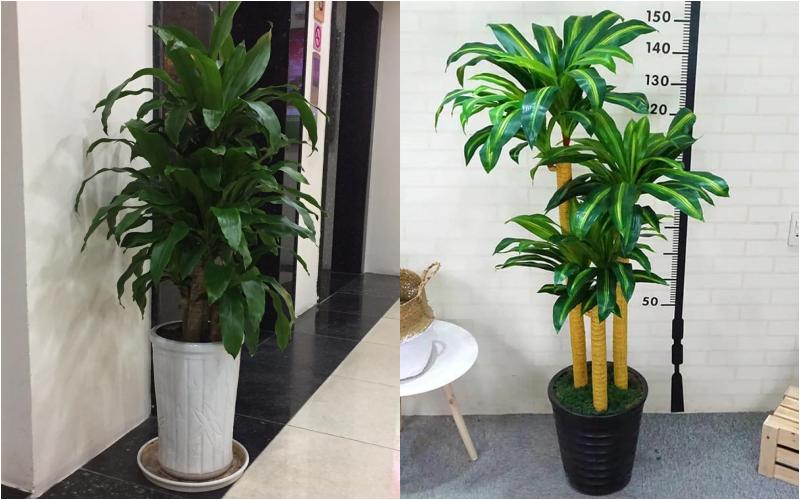 Cây hoa thiết mộc lan giúp thanh lọc không khí, loại bỏ bụi bẩn