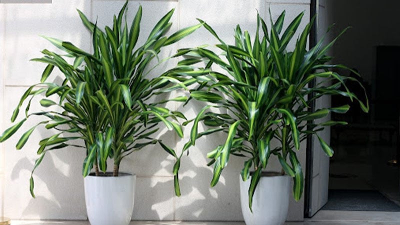 Gợi ý các vị trí đặt cây Thiết Mộc Lan hợp lý trong nhà và văn phòng