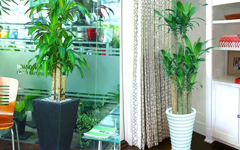 Cây hoa thiết mộc lan không có độc, thích hợp trồng trong nhà