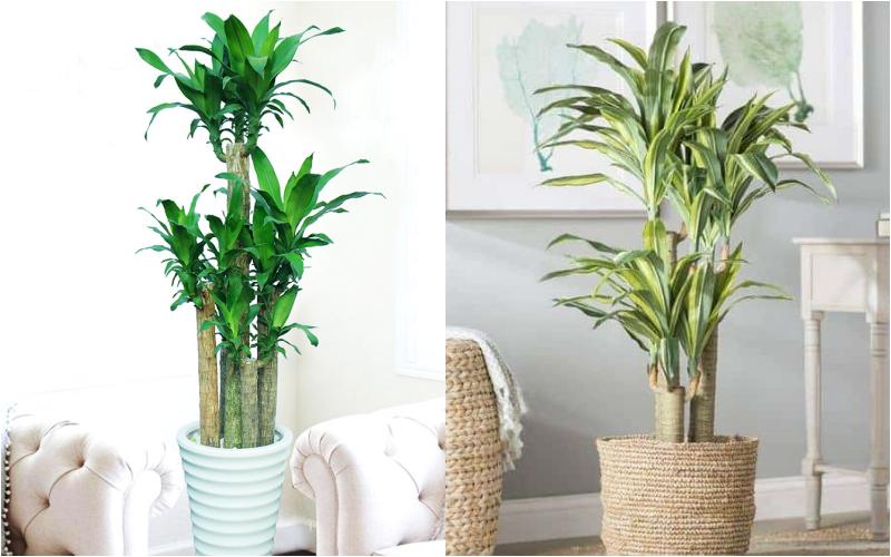 Cây hoa thiết mộc lan có nguồn gốc từ khu vực Tây Phi thuộc thân gỗ