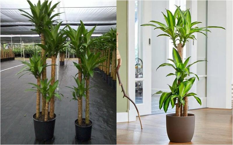 Cách trồng cây hoa thiết mộc lan đơn giản tại nhà