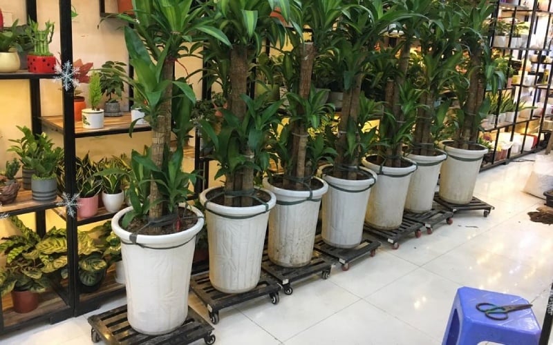 Hướng dẫn chi tiết các bước trồng cây Thiết Mộc Lan tại nhà