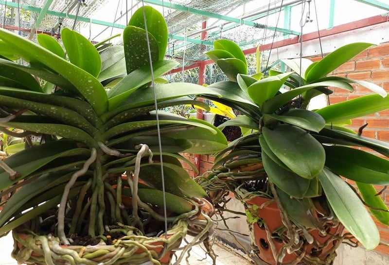 Lựa chọn những cây lan Hồ Điệp trưởng thành và khỏe mạnh để kích hoa Tết