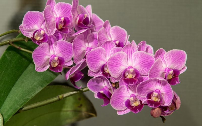 Thời điểm kích hoa lan hồ điệp lý tưởng là từ tháng 9 Âm lịch để hoa kịp nở đúng dịp Tết.