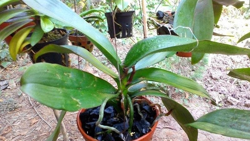 Chăm sóc lan hồ điệp trong và sau khi ra hoa để hoa đẹp và lâu tàn)