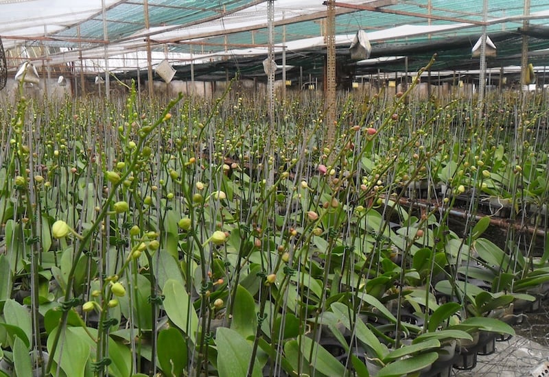 Phương pháp xử lý lạnh để kích thích lan hồ điệp ra hoa đúng Tết