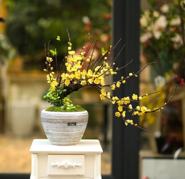 Chậu hoa mai chưng Tết đẹp được nhiều người lựa chọn