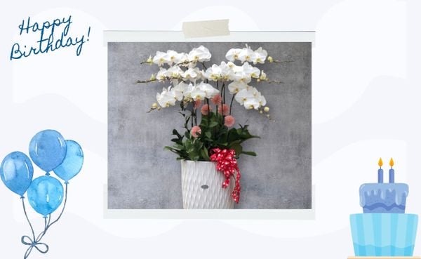 Hoa lan hồ điệp mang ý nghĩa về sự may mắn và cơ hội thành công