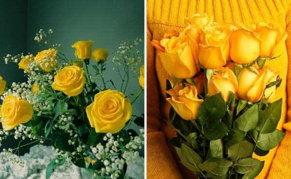 Hoa hồng vàng - Loài hoa chúc mừng sinh nhật bạn ý nghĩa