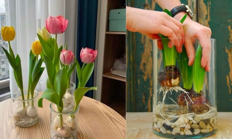 Cách trồng hoa tulip từ củ
