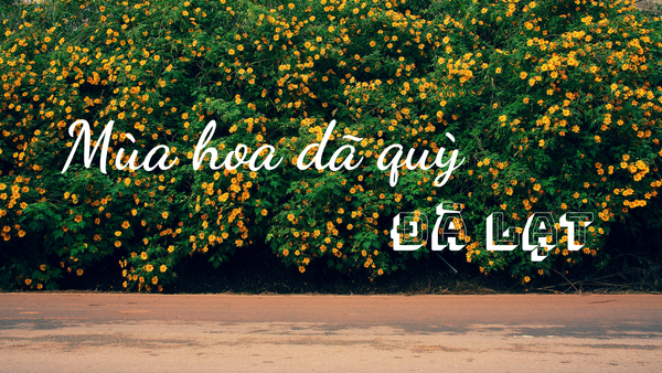 mùa hoa dã quỳ đà lạt