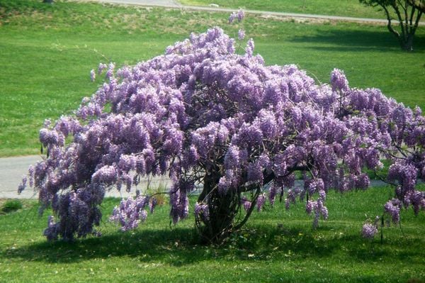 Hoa tử đằng Trung Quốc Wisteria Sinensis