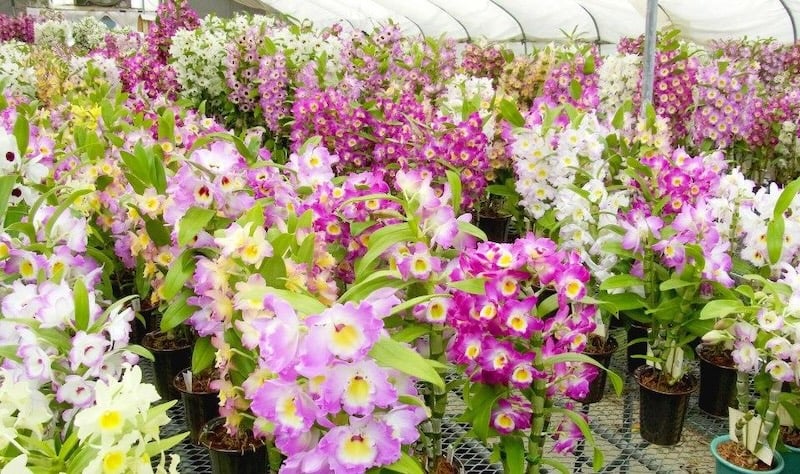 Hoa lan Dendro xuân nở rộ vào dịp Tết Nguyên Đán