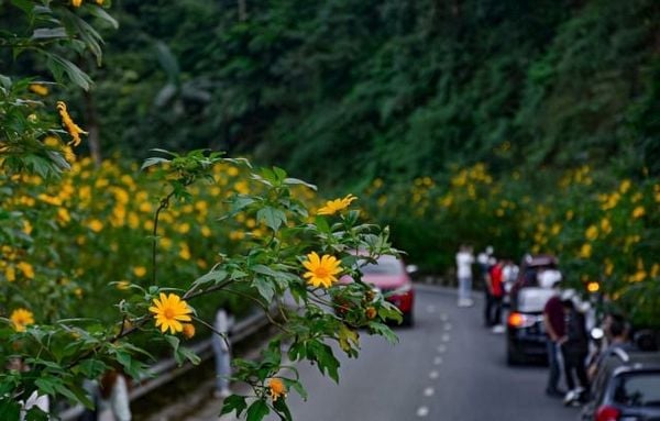Địa điểm du lịch có hoa dã quỳ đẹp