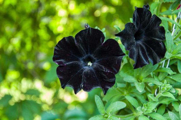 Khám phá vẻ đẹp độc đáo và huyền bí của hoa Dạ Yến Thảo đen tuyền