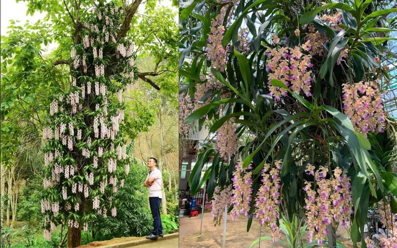 Hoa lan Tam Bảo Sắc được đặt ở vị trí nhận ánh sáng vừa phải, khoảng 50-60% tự nhiên, tránh nắng gắt trực tiếp