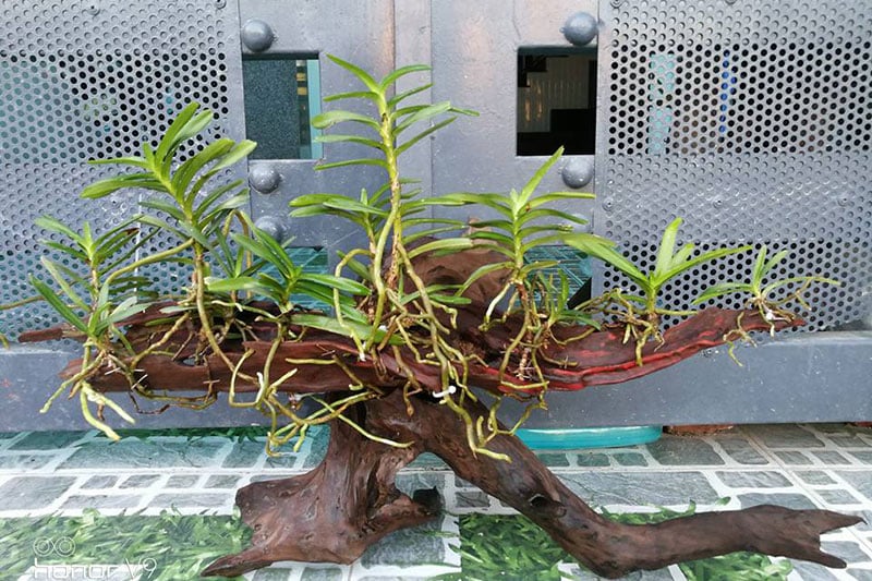 Kỹ thuật ghép nhiều cây lan tam bảo sắc: Phân chia khoảng cách hợp lý, cây nhỏ ưu tiên phía trên.