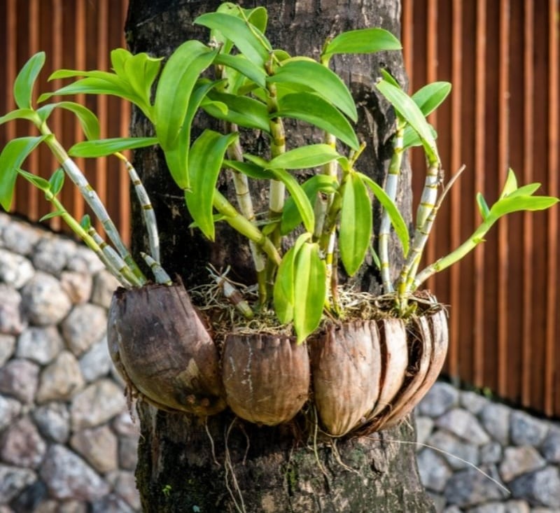 Vỏ dừa miếng lớn dùng để ghép lan hoặc ép thành 2 mảnh để tạo thành chậu trồng lan
