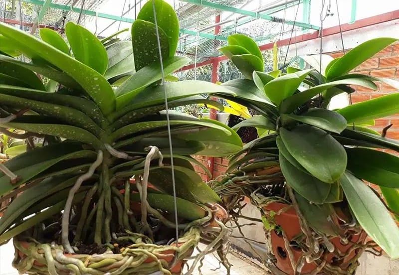 Các yếu tố quan trọng cần cân nhắc khi lựa chọn giá thể trồng lan hồ điệp