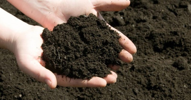 Sử dụng phân bón NPK và thuốc kích hoa để kích thích lan hồ điệp ra hoa
