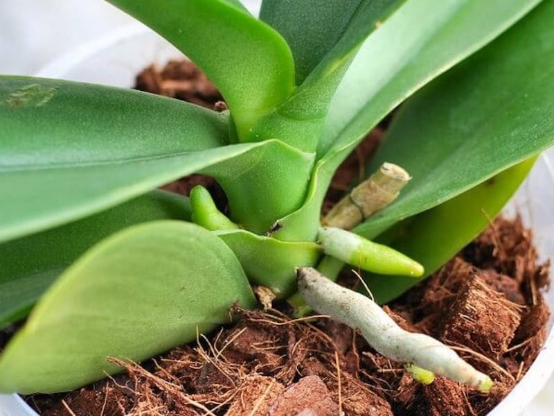 Xơ dừa - giá thể trồng lan hồ điệp phổ biến, cần xử lý kỹ trước khi dùng