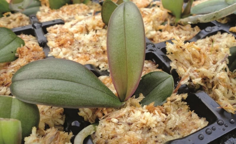Dớn Chile (Sphagnum moss) - giá thể trồng lan hồ điệp giữ ẩm tốt