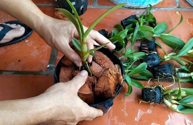 Các loại giá thể đa dạng để trồng Lan Hải Yến: gỗ lũa, chậu đất nung, vỏ thông, viên đất nung, dớn