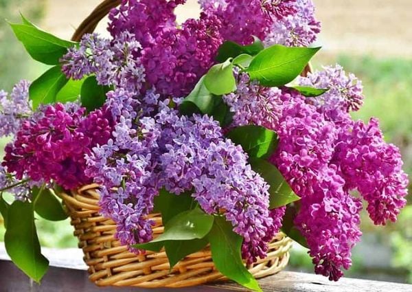 giỏ hoa tử đinh hương lilac đẹp