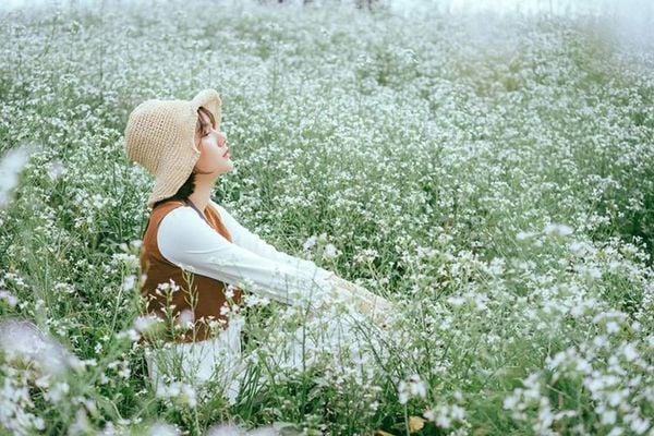 Thiên đường hoa cải trắng cho ta cảm giác bình yên đến lạ thường