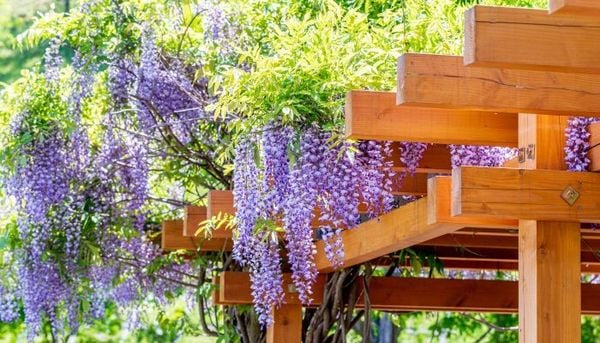 Cách chăm sóc hoa tử đằng nở hoa đẹp