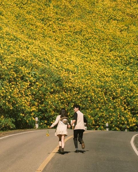 Kinh nghiệm ngắm hoa dã quỳ Ba Vì