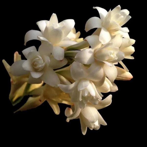 Hình nền đám tang Công giáo cận cảnh những bông hoa huệ tây màu trắng tinh khôi dành cho avatar Facebook