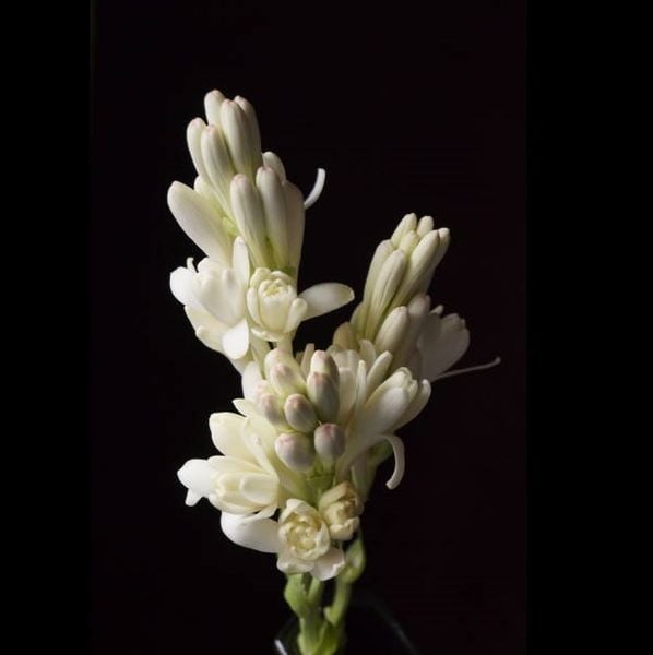 Hình nền đám tang Công giáo cận cảnh những bông hoa huệ tây màu trắng tinh khôi dành cho avatar Facebook