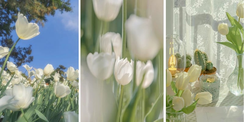 Hình nền điện thoại hoa tulip trắng