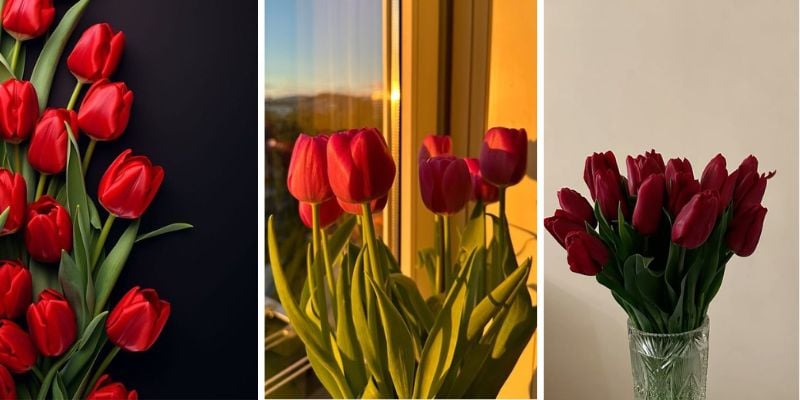 Hình nền hoa tulip đỏ cho điện thoại