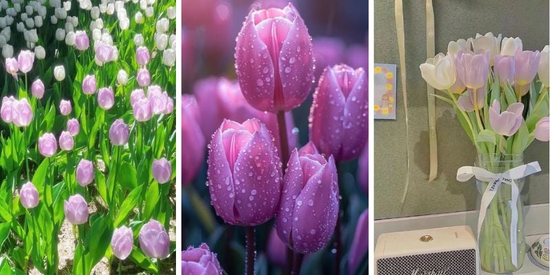 Hình nền hoa tulip tím