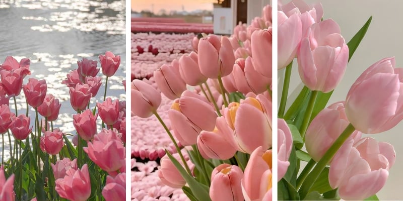 Ảnh nền hoa tulip hồng cho điện thoại