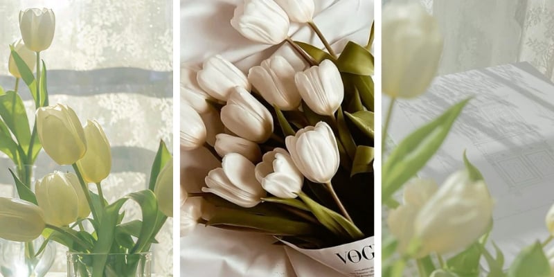Hình nền điện thoại hoa tulip trắng