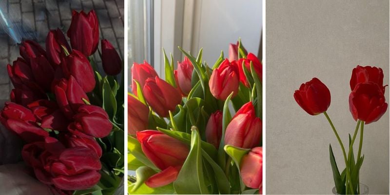 Hình nền hoa tulip đỏ cho điện thoại