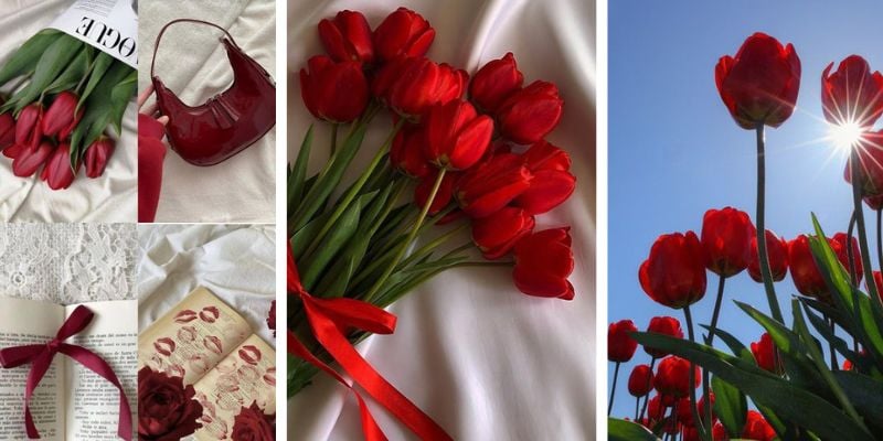 Hình nền hoa tulip đỏ cho điện thoại