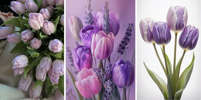 Hình nền hoa tulip tím lãng mạn