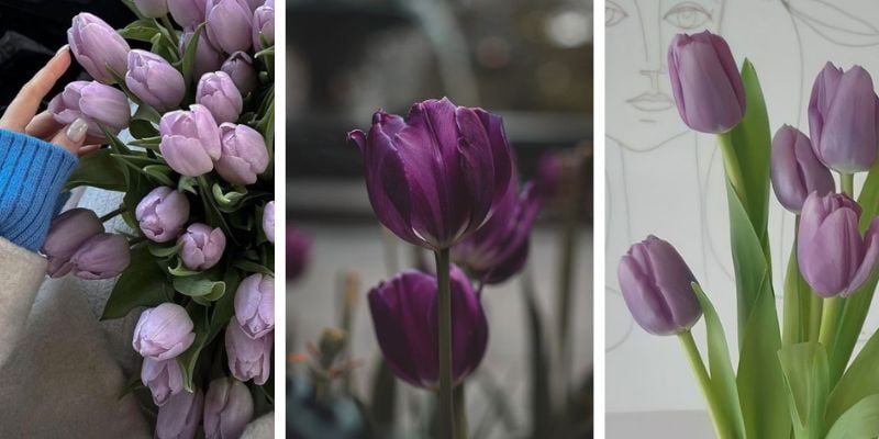 Ảnh hoa tulip tím cho điện thoại