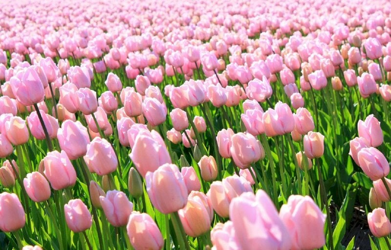 Hình nền hoa tulip màu hồng cho máy tính