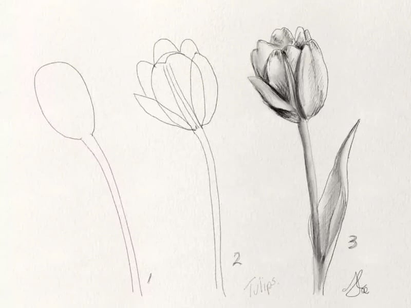 Cách vẽ hoa tulip bằng viết chì