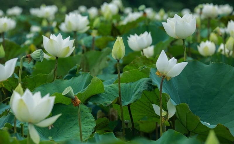 Hoa sen trắng - hoa bàn thờ đám tang biểu tượng của sự thanh tịnh và giác ngộ