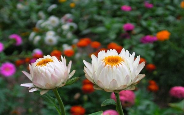 Đặc điểm và nguồn gốc độc đáo của hoa bất tử 