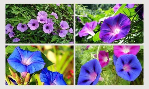 hoa bìm bìm có nhiều công dụng tuyệt vời