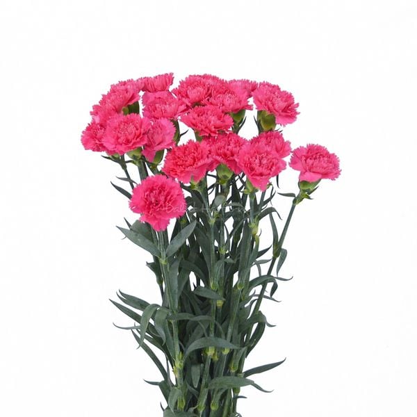 Hoa cẩm chướng đa dạng nhiều màu sắc