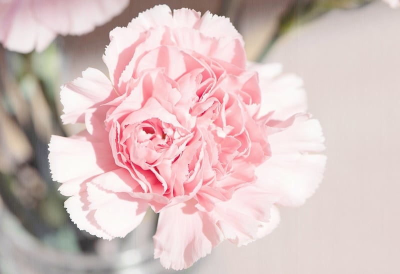 Cẩm Chướng Đơn - Hoa Tươi Cắt Cành, Giao 2H Tại TP.HCM